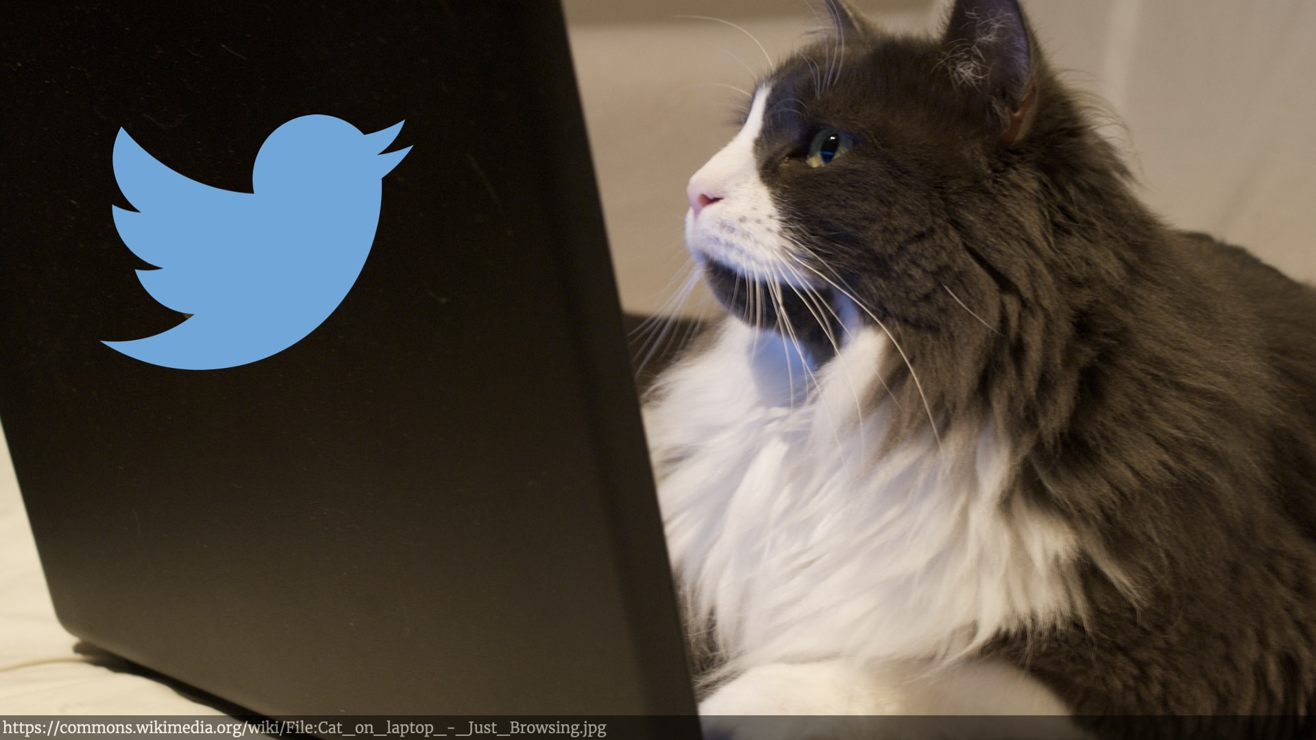 Photo of a cat in front of a laptop with the twitter logo on the back.