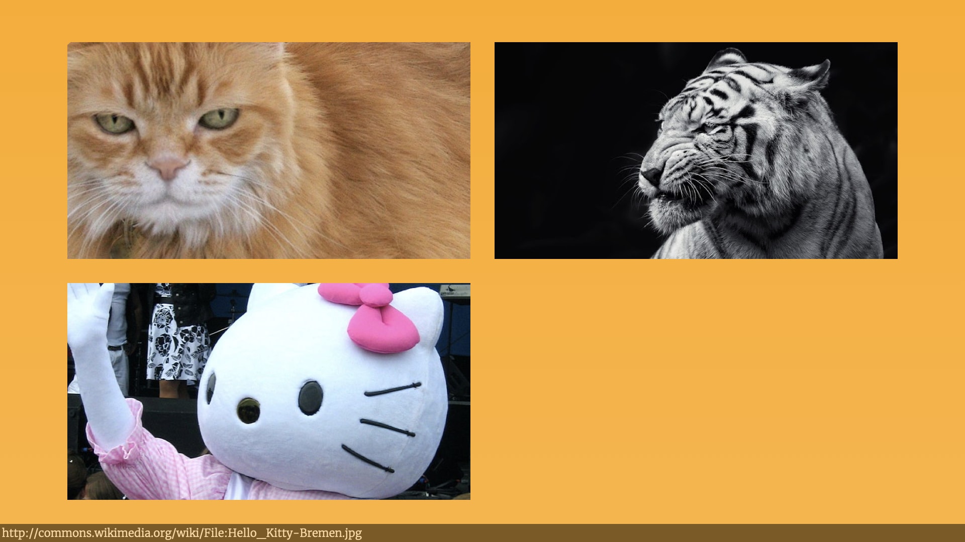 The photos of a ginger house cat and a tiger are joined by a photo of somebody dressed up as Hello Kitty.