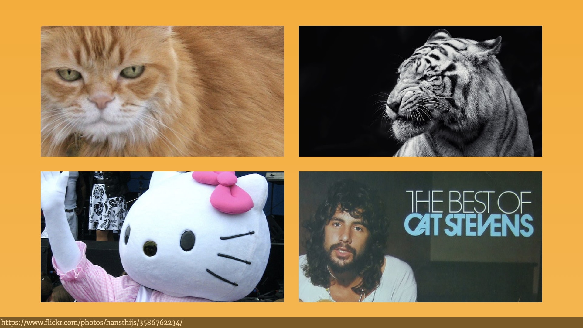 The photos of a ginger house cat, a tiger, and somebody dressed up as Hello Kitty are joined by a photo of the the album 'The Best of Cat Stevens' which includes a headshot of the singer.